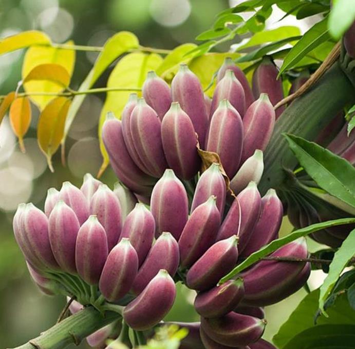 Musa itinerans burmese blue - Banana birmanesa azul