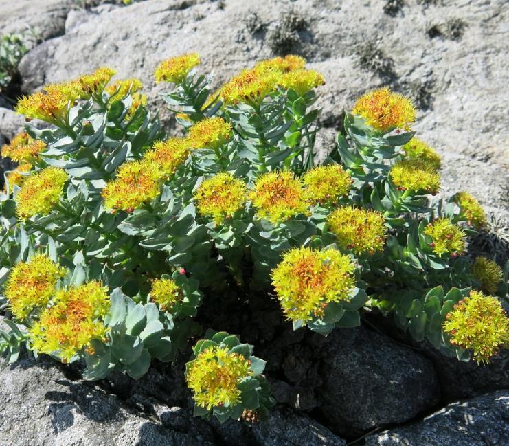 Rhodiola rosea - Raiz de Ouro, Rhodiola, Raiz Dourada, Raiz do Ártico, Roseroot, Golden Root