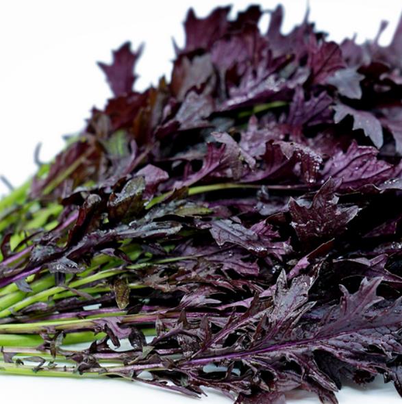 Brassica rapa ssp Japonica Mizuna Red knight - Mizuna Roxa, Couve Mostarda Japonesa Vermelha, Couve Japonesa Vermelho Pú