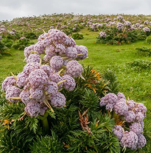 Anisotome latifolia - Cenoura de Campbell, Campbell carrot, Mega-Ervas - Megaherbs
