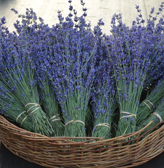 Lavandula Angustifolia Blue River - Lavanda Inglesa Rio Azul, Lavanda Inglesa Blue River, Alfazema