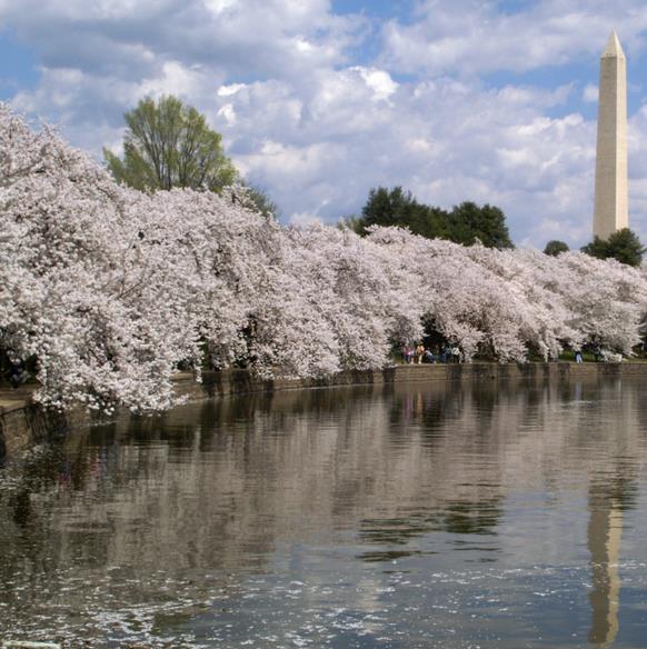 Prunus Yedoensis X - Cerejeira Ornamental, Cereja De Tóquio, Cerejeira Do Japão, Cereja Yoshino