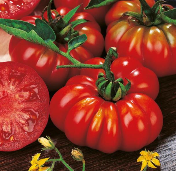 Solanum lycopersicon Costoluto genovese (Orgânico) -  Tomate Costoluto Fiorentino