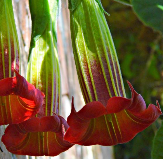 Brugmansia Sanguinea - Brugmansia vermelha, árvore datura vermelha, árvore trombeta de anjo