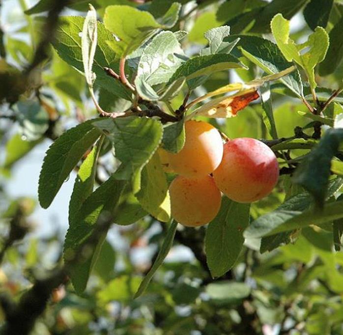 Prunus domestica Subsp. syriaca 'Nancy Red Speckled' - Ameixeira Mel de Lorraine, Ameixa Mirabelle, Mirabelle Plum, Mira