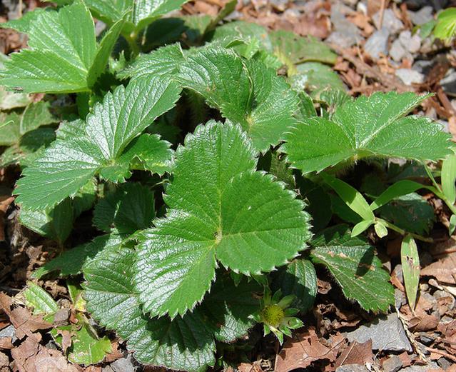 Fragaria vesca Yellow Wonder - Morango Amarelo, Morango Silvestre Amarelo