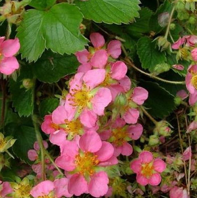 Fragaria x Ananassa fragissimo - Morango Fragissimo