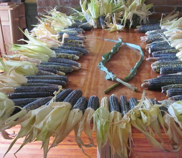 Zea mays Oaxacan Green (Certificação Orgânica) - Milho Esmeralda de Oaxaca, Milho Verde de Oaxaca