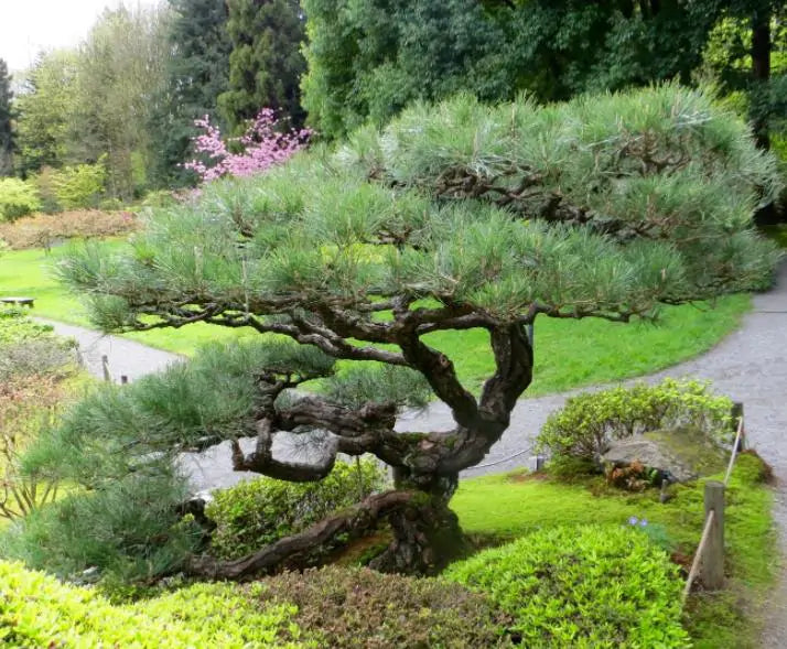 Pinus thunbergii - Pinheiro negro Japonês