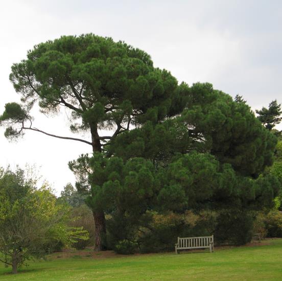 Pinus nigra Ssp laricio (Córsega) - Pinheiro Córsega, Pinheiro larício córsico, Pinheiro negro da Cór
