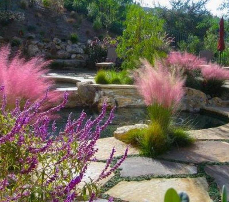 Muhlenbergia capillaris - Grama Rosa Ornamental, Grama Rosa, Muhlygrass, Mulhy Pink Grass, Sweetgrass