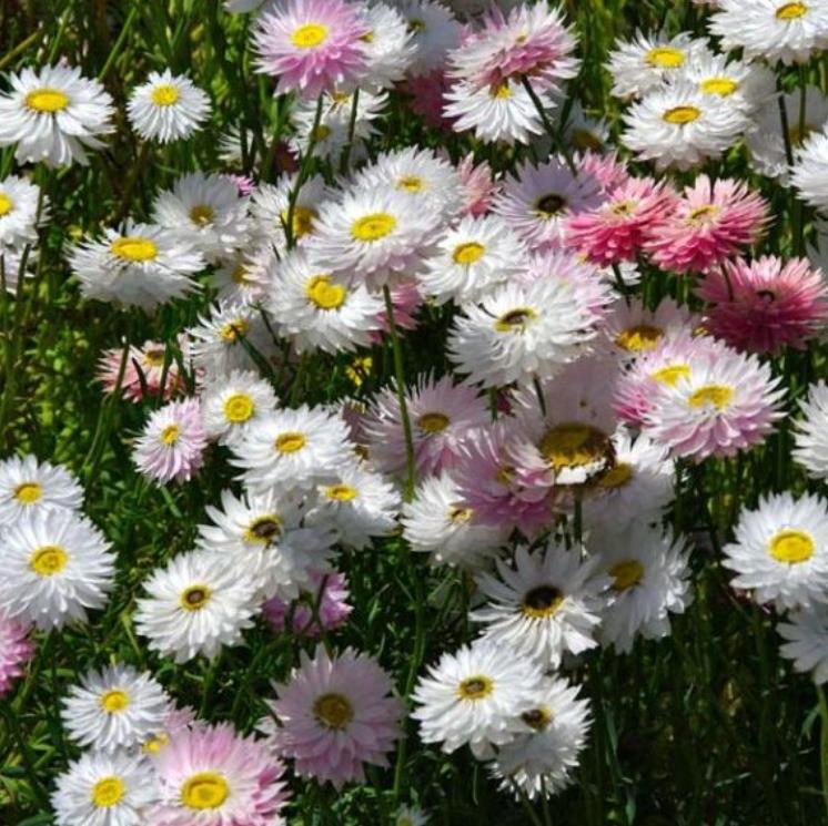 Acroclinium roseum 'Pierrot' - Rosa Eterna Pierrot, Flor Imortal Australiana, Margarida Eterna Pierrot