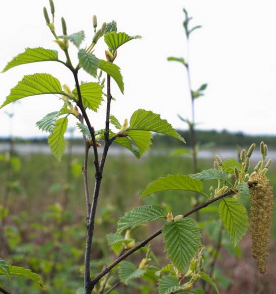 Alnus rubra - Amieiro Vermelho, Amieiro do Oregon, Amieiro Ocidental