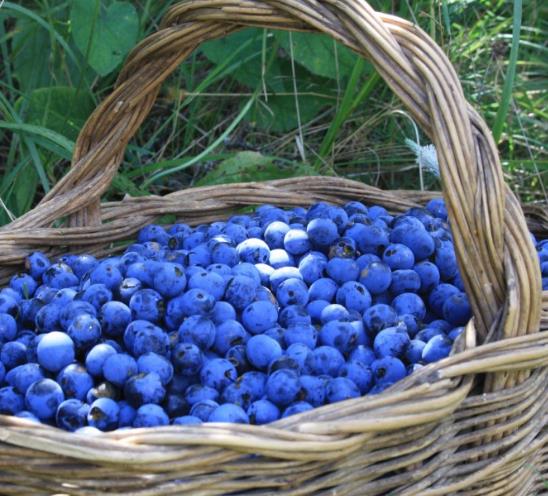 Prunus Spinosa - Abrunheiro, blackthorn, Wilplum, cereja selvagem