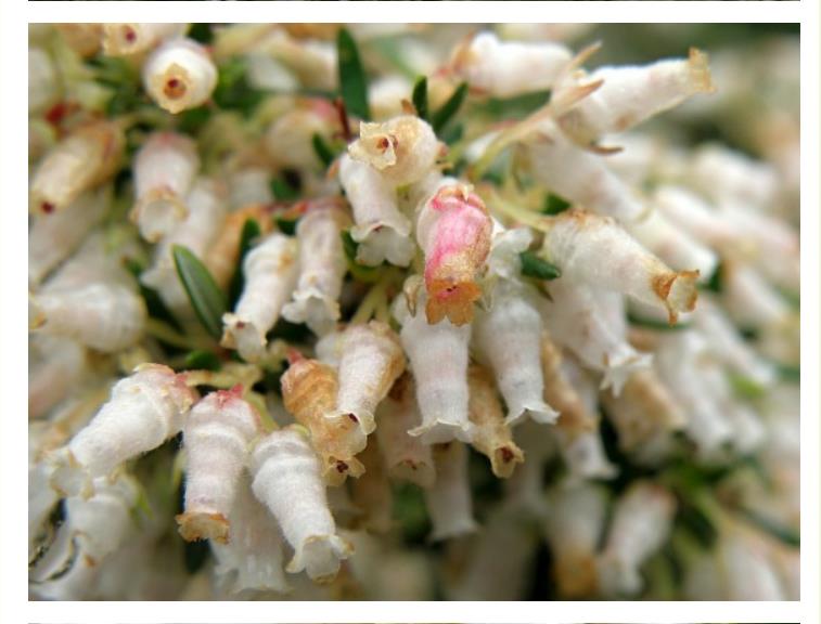 Erica caffra - Erica branca perfumada, Charnecas, Erica perfumada