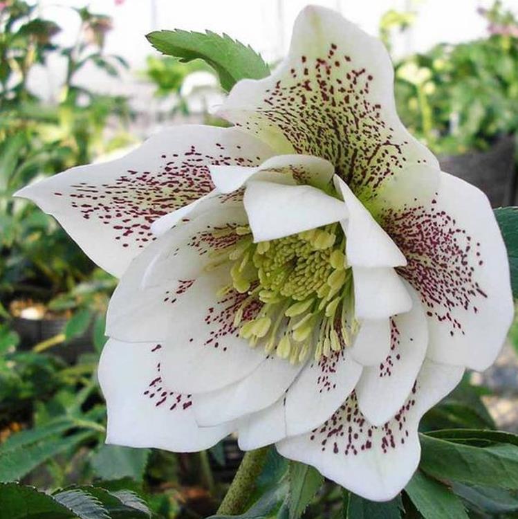 Helleborus x hybridus (Mix) - Rosa Quaresmal Mix, Flor de Cristo Mix, Rosa de Natal Mix, Heléboro Mix