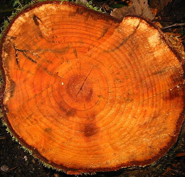 Alnus rubra - Amieiro Vermelho, Amieiro do Oregon, Amieiro Ocidental