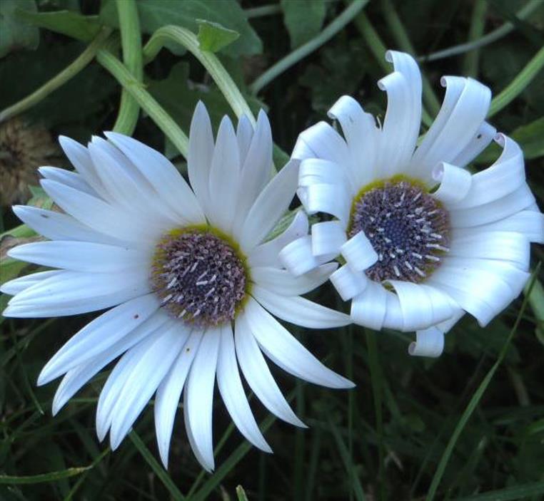 Arctotis grandis - Margarida Africana de Olhos Azuis, Blue Eyed Daisy, Margarida Africana Grandis