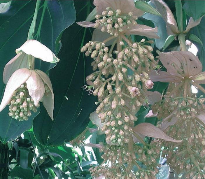 Medinilla magnifica Albiflora - Medinila Pérola Branca, Medinilla Branca, Pearl White Medinilla