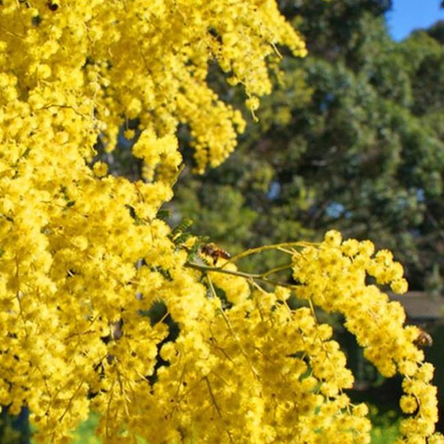 Acacia Baileyana Purpurea - Acacia, Purple Cootamandra Wattle, Purple Leaf Acacia, Acacia Baileyana Purpurea