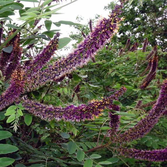 Amorpha Fruticosa - Falso indigo, falso indigo do deserto, indigo bush
