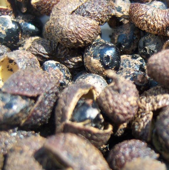 Zanthoxylum rhetsa (Zanthoxylum limonella) - Pimenta Sichuan indiana, Pimenta tirphal,Triphal pepper, Teppal pepper