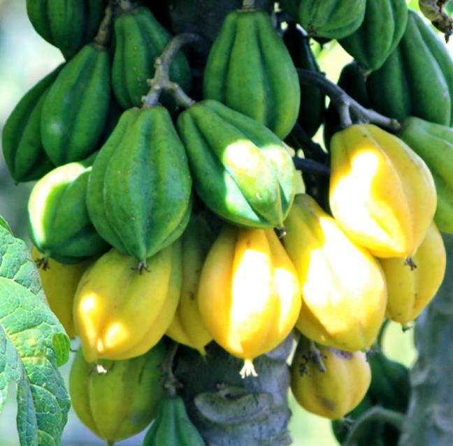 Carica pubescens Cobquecura (Vasconcellea pubescens Cobquecura) - Mamão Papaia Cobquecura, Mamão do Chile, Mamão de Cobq