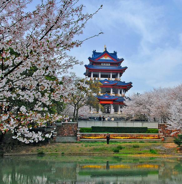 Prunus Yedoensis X - Cerejeira Ornamental, Cereja De Tóquio, Cerejeira Do Japão, Cereja Yoshino