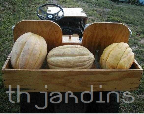 Cucumis melo "Guinnes" North Carolina Giant Cantaloupe - Melão Gigante Guinnes Cantaloupe, Melão Cantaloupe Gigante da C