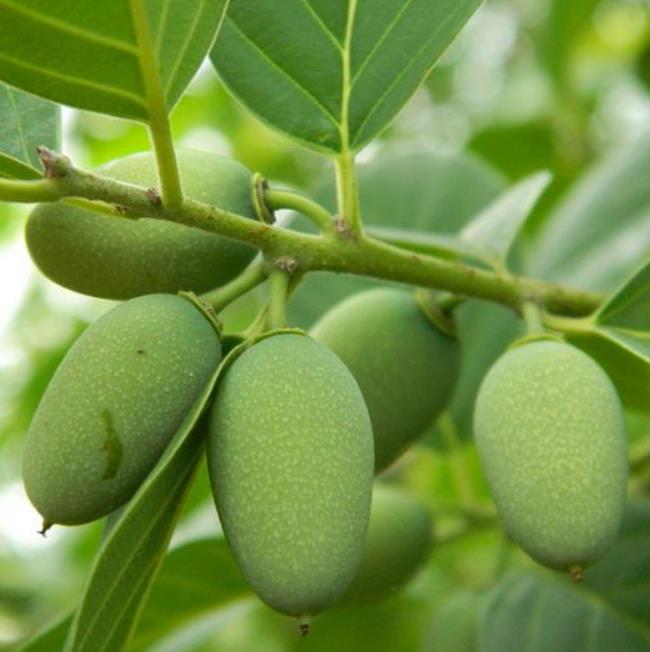 Berchemia discolor - Ameixeira africana, Árvore do Marfim castanho