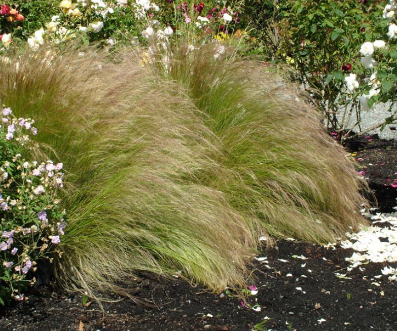 Stipa tenuissima (Nassella tenuissima) - Grama Rabo de Cavalo, Grama Cabelo dos Anjos, Grama de Pena Mexicana, Ponytails
