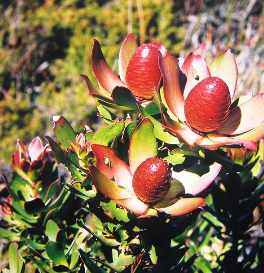 Leucadendron Sessile - Protea Arbusto Do Sol, Arbusto Do Sol, Leucadendron Arbusto Do Sol