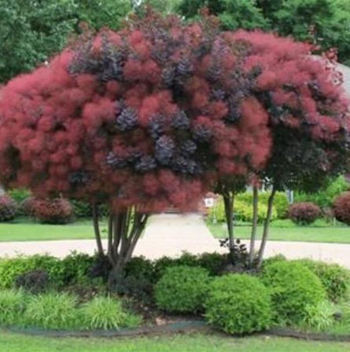 Cotinus coggygria Atropurpurea - Árvore Fumaça Atrorpurpurea, Black Smoke Tree, Purple Smoketree