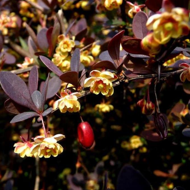 Berberis thunbergii Atropurpurea - Berberis Atropurpurea, Bérbere Japonês, Uva do Japão, Uva dos Jardins