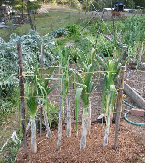 Allium ampeloprasum Porrum Geant De Suisse - Alho Poró gigante da Suíça, Alho-Poró gigante Suíço verão precoce, Alho Por