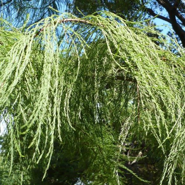 Taxodium distichum var. Imbricatum (Taxodium ascendens) - Cipreste soberano, Pond Cypress, Cipreste da lagoa, Cipreste d