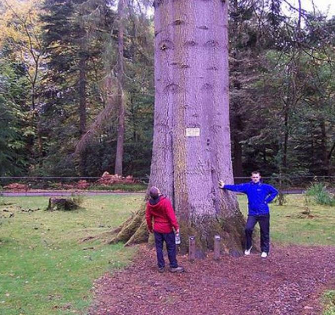 Abies grandis Inland (Picea Grandis, Pinus Grandis) - Abeto Gigante, Pinheiro gigante, Abeto Branco de Planície, Abeto d