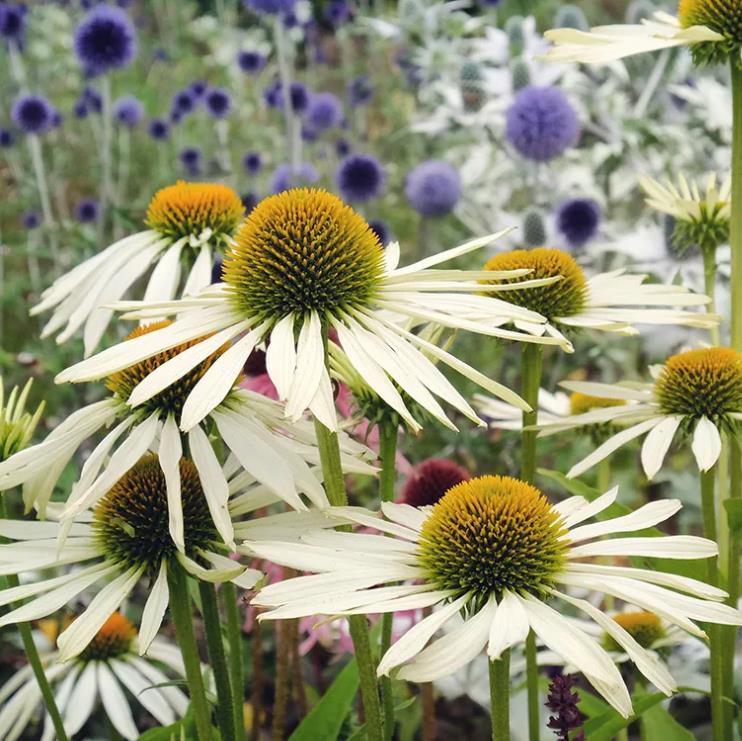 Echinacea purpurea White Swan -  Equinácea Purpúrea Cisne Branco ,Equinacia Flor de Cone Branca, White Swan Cone