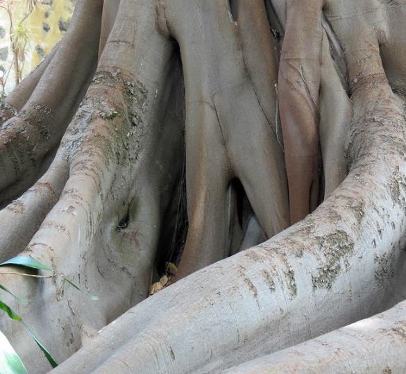 Ficus racemosa - Figueira de cacho, Figo de Cacho, Figueira Goolar, Figo do Rio Vermelho, Cluster