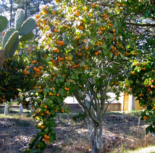 Crataegus mexicana - Planta do coração, tejocote, mini-maça mexicana