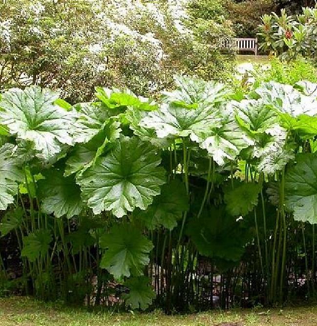 Darmera peltata (Peltiphyllum peltatum) - Planta Guarda-Chuva, Ruibarbo Indiano,Umbrella Plant, Indian Rhubarb