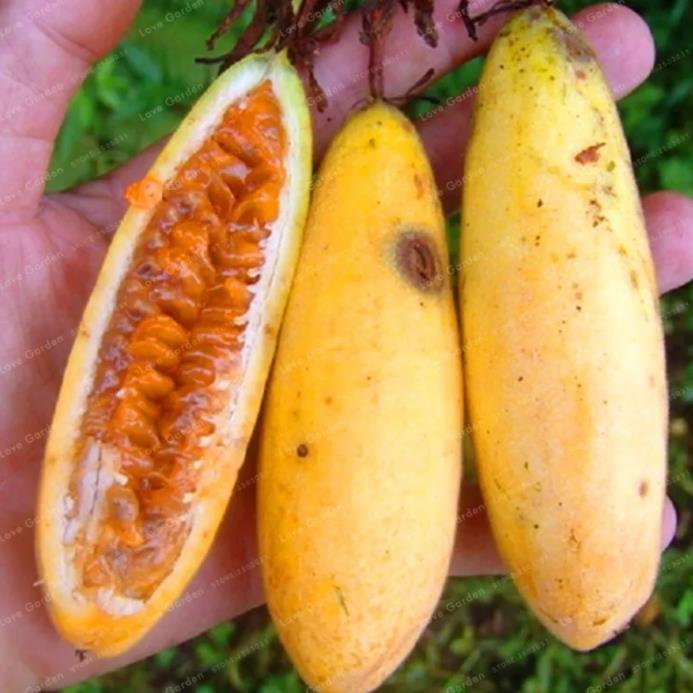 Passiflora mollissima (Passiflora tarminiana) - Maracujá Banana