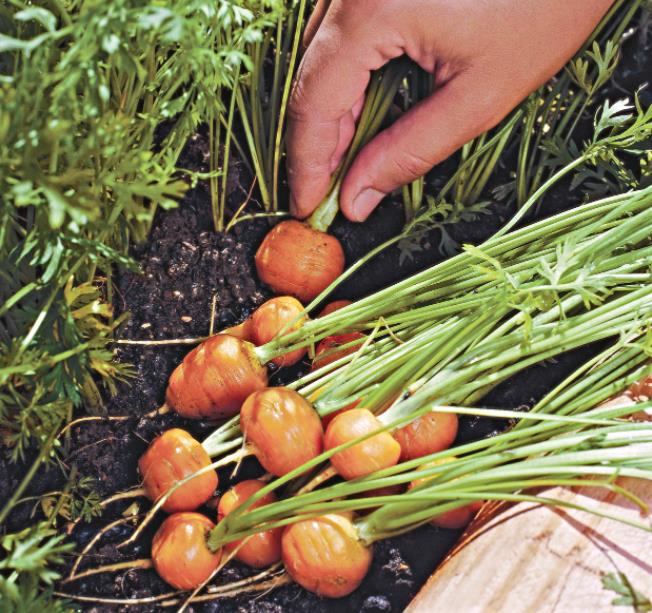 Daucus carota Ssp Sativus 'Parisienne Tonda Di Parigi' (Certificação Orgânica) - Cenoura Redonda de Paris, Cenoura do Me
