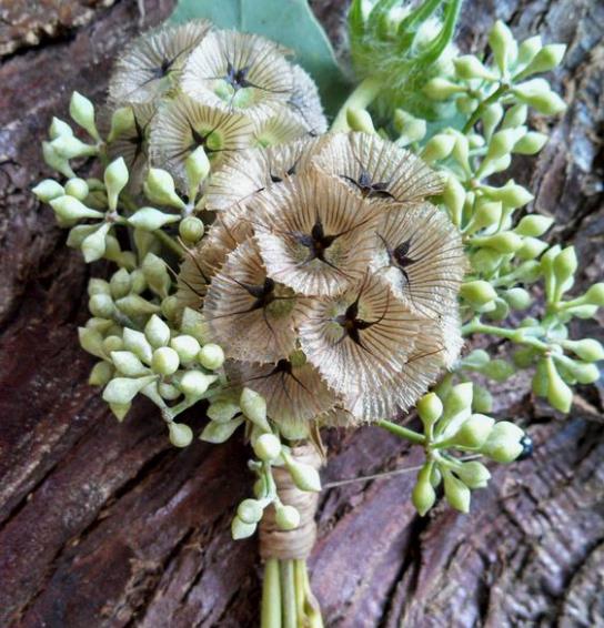Scabiosa stellata - Escabiosa Flor Lua de Papel, Escabiosa Flor das Estrelas, Ping Pong Starflower