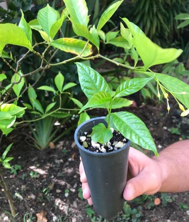 Tabernanthe iboga (Muda) - Iboga, Árvore da Sabedoria, Árvore do Conhecimento, Ibogaina