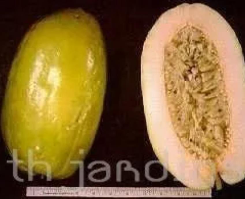 Passiflora Quadrangularis - Maracuja Gigante