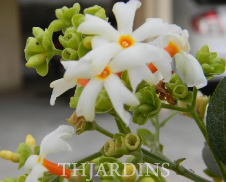 Nyctanthes arbor-Tristis - Jasmim da Noite, Árvore da Tristeza, Parijat