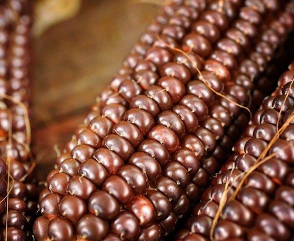 Zea Mays Osage Brown (Certificação Orgânica) - Milho Chocolate do Povo Osage, Milho chocolate