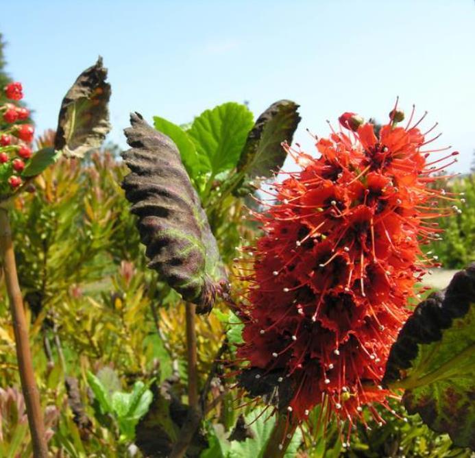Greyia sutherlandii  - Escova de Garrafa Sul Africana, Mamadeira de Natal, Natal Botlebrush, Pincel de