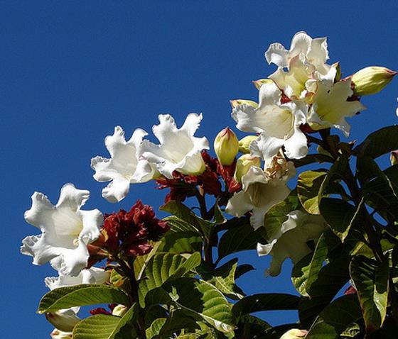 Beaumontia Grandiflora - Trepadeira Trombeta De Arauto,trepadeira Trombetas Do Nepal, Trombeta Branca